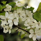 CHERRY PLUM Prunus Cerasifera / Myrobalan - 5 SEEDS
