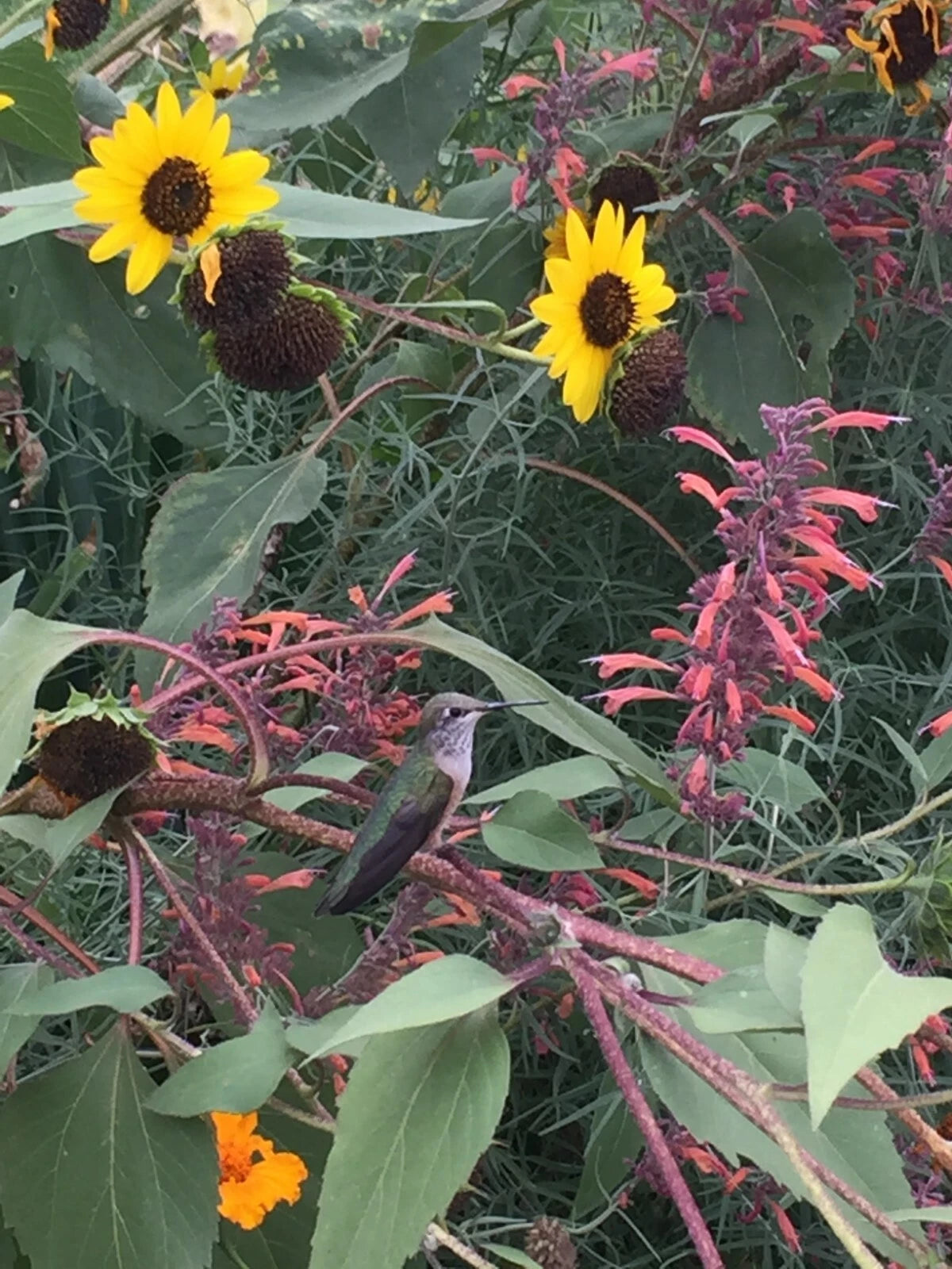 150 seeds Agastache Rupestris Orange Sunset licorice Hummingbirds Xer +gift