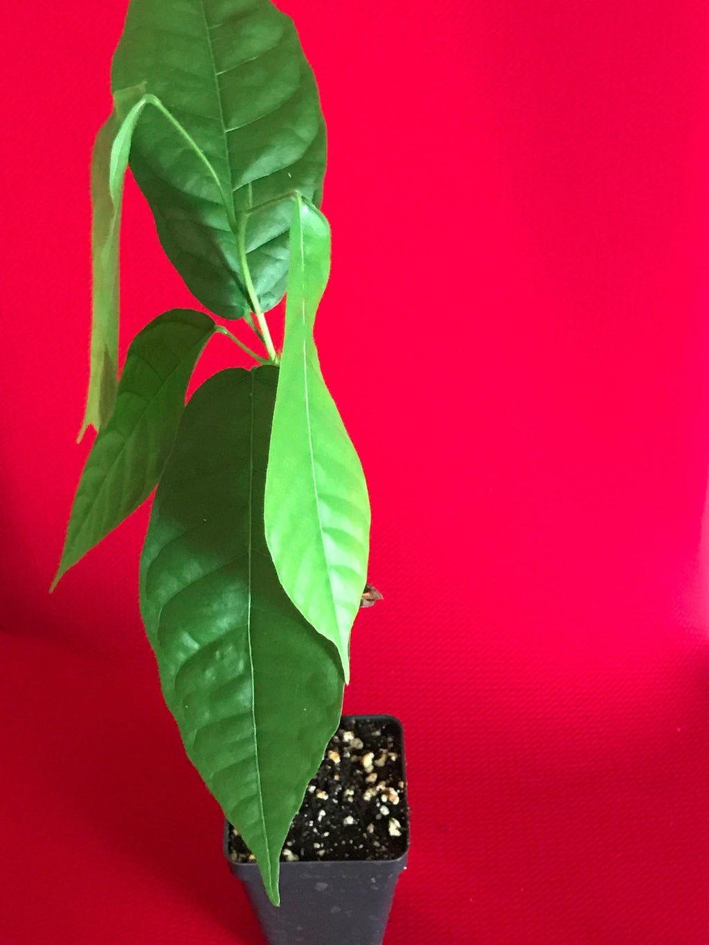 FORASTERO Theobroma Cacao Cocoa Chocolate Tree Potted Plant Yellow Pod