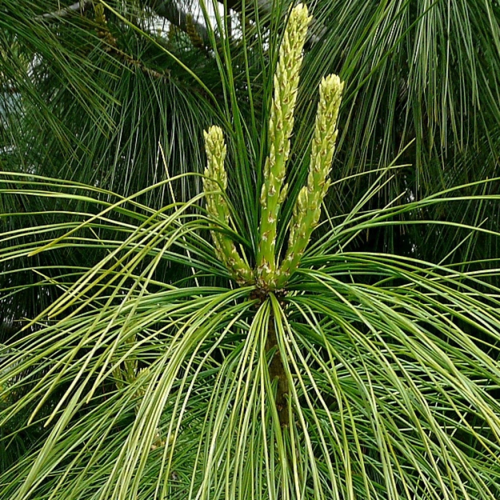 HIMALAYAN BLUE PINE Pinus Wallichiana griffithi - 10 SEEDS
