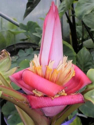 Musa Velutina Hairy Pink Ornamental Banana Fruits 10 Seeds, Hardy