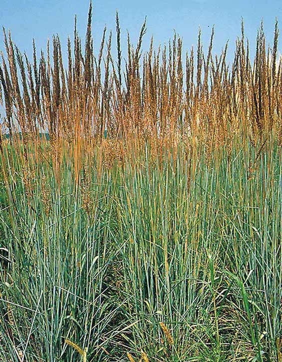 133 SEEDS - indian grass PERENNIAL ORNAMENTAL - GroCo USA - BUY 15-SHIPS FREE