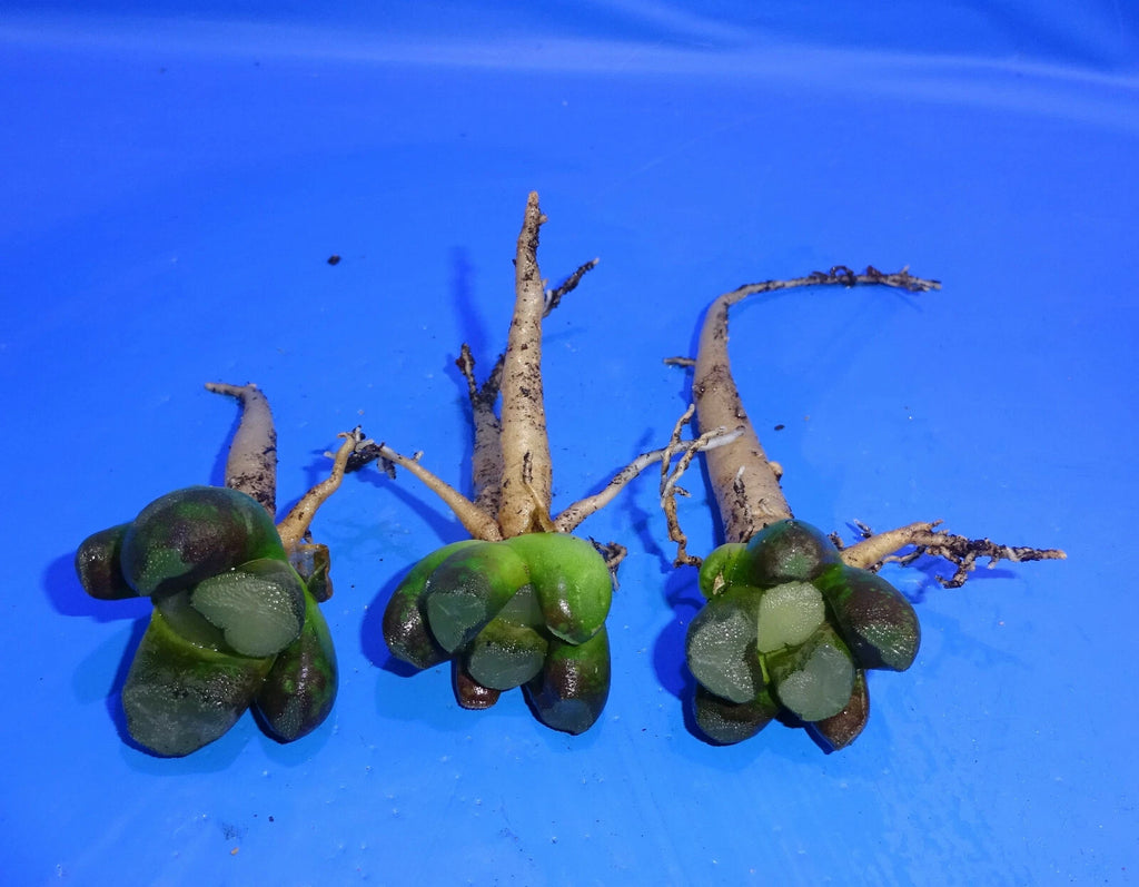Haworthia maughanii BIG WINDOW, 3 PLANTS, STRONG TAPROOTS, Phyto available