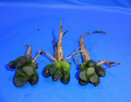Haworthia maughanii BIG WINDOW, 3 PLANTS, STRONG TAPROOTS, Phyto available
