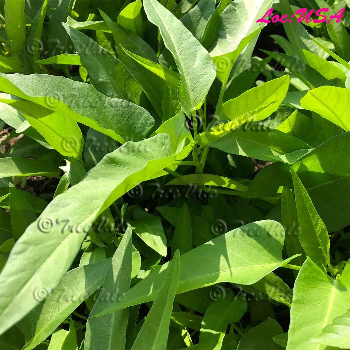 50+Thai Water Spinach seeds| Ching Quat Chinese watercress Ong Choy Kong Xin Cai