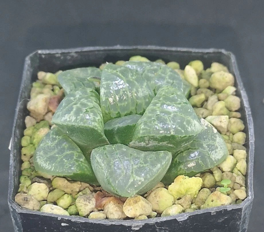 HW181 Haworthia 'Bubbles' Renny Wong hybrid, Read description!