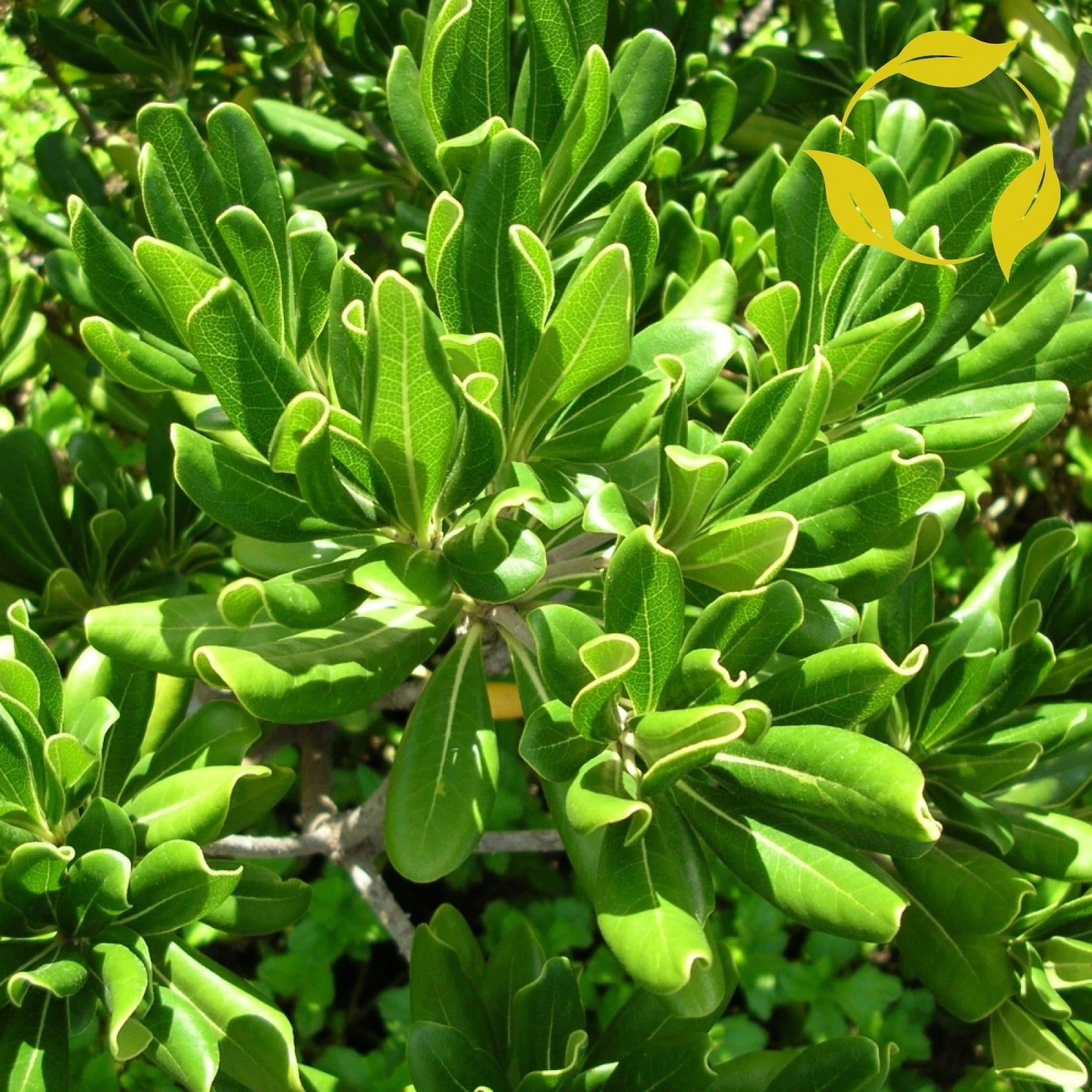 JAPANESE CHEESWOOD Pittosporum Tobira - 10+ SEEDS