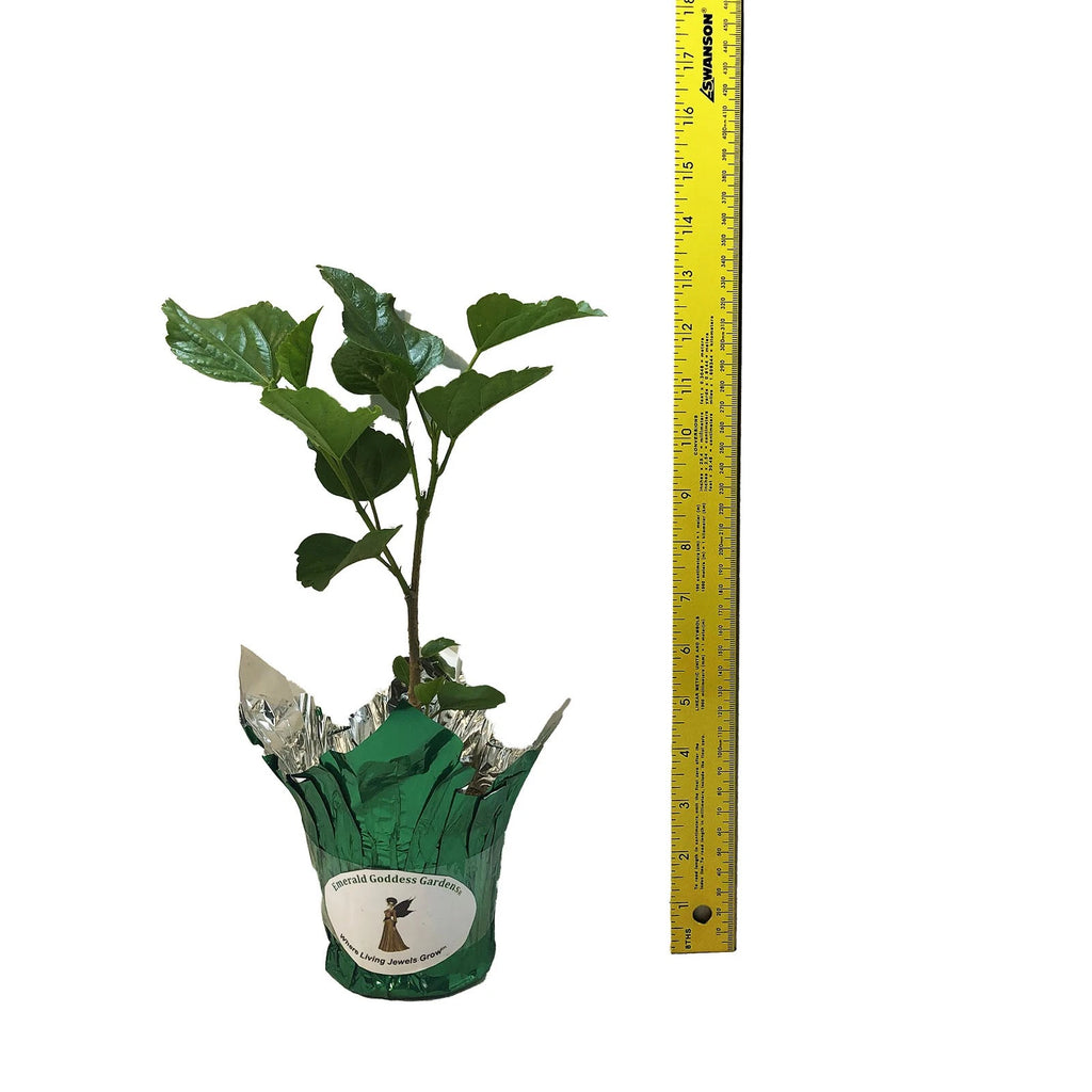 DELITE Double Yellow Flower Tropical Hibiscus Live Plant Landscape Type