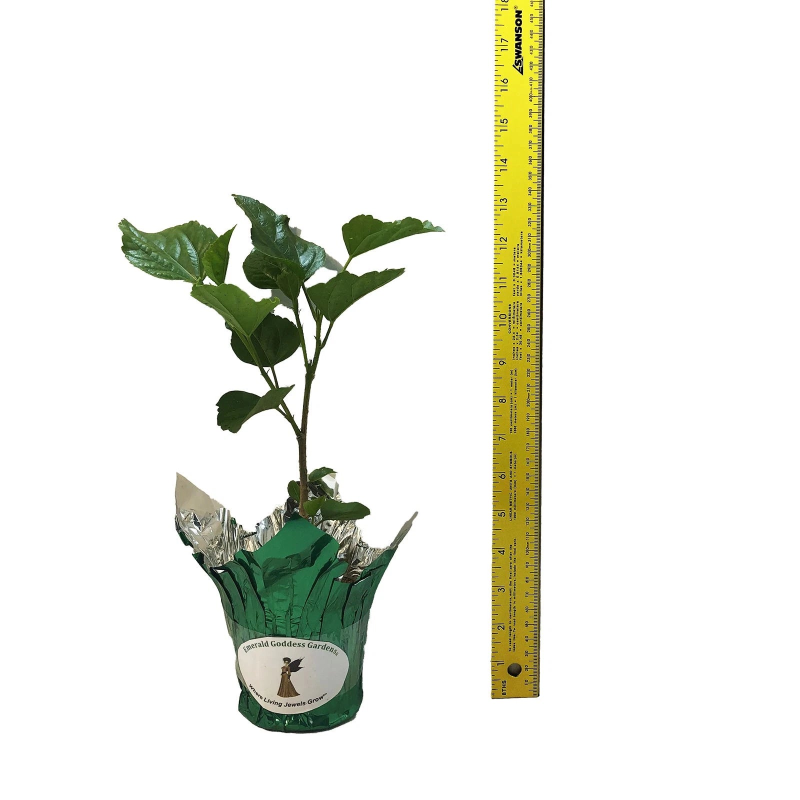 DELITE Double Yellow Flower Tropical Hibiscus Live Plant Landscape Type