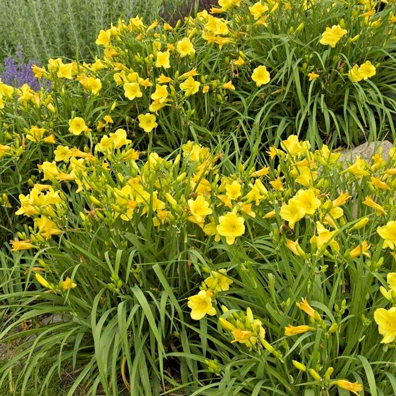 10 HAPPY RETURNS DAYLILY SEEEDS - Hemerocallis 'Happy Returns'