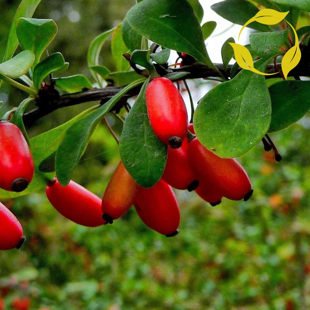 EUROPEAN BARBERRY Berberis Vulgaris - 10+ SEEDS