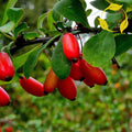 EUROPEAN BARBERRY Berberis Vulgaris - 10+ SEEDS