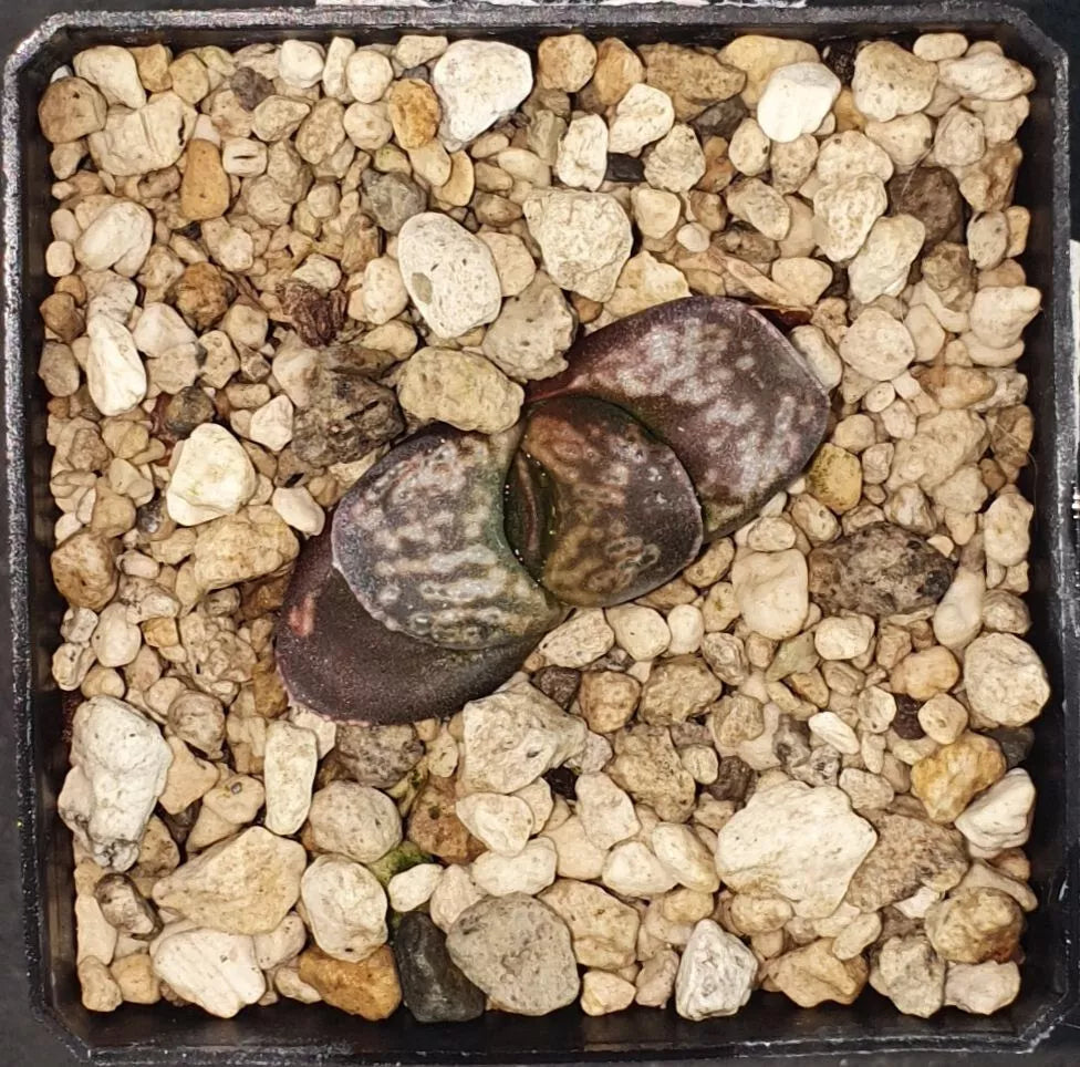 HW193 Haworthia bronze sparrow, Phyto available