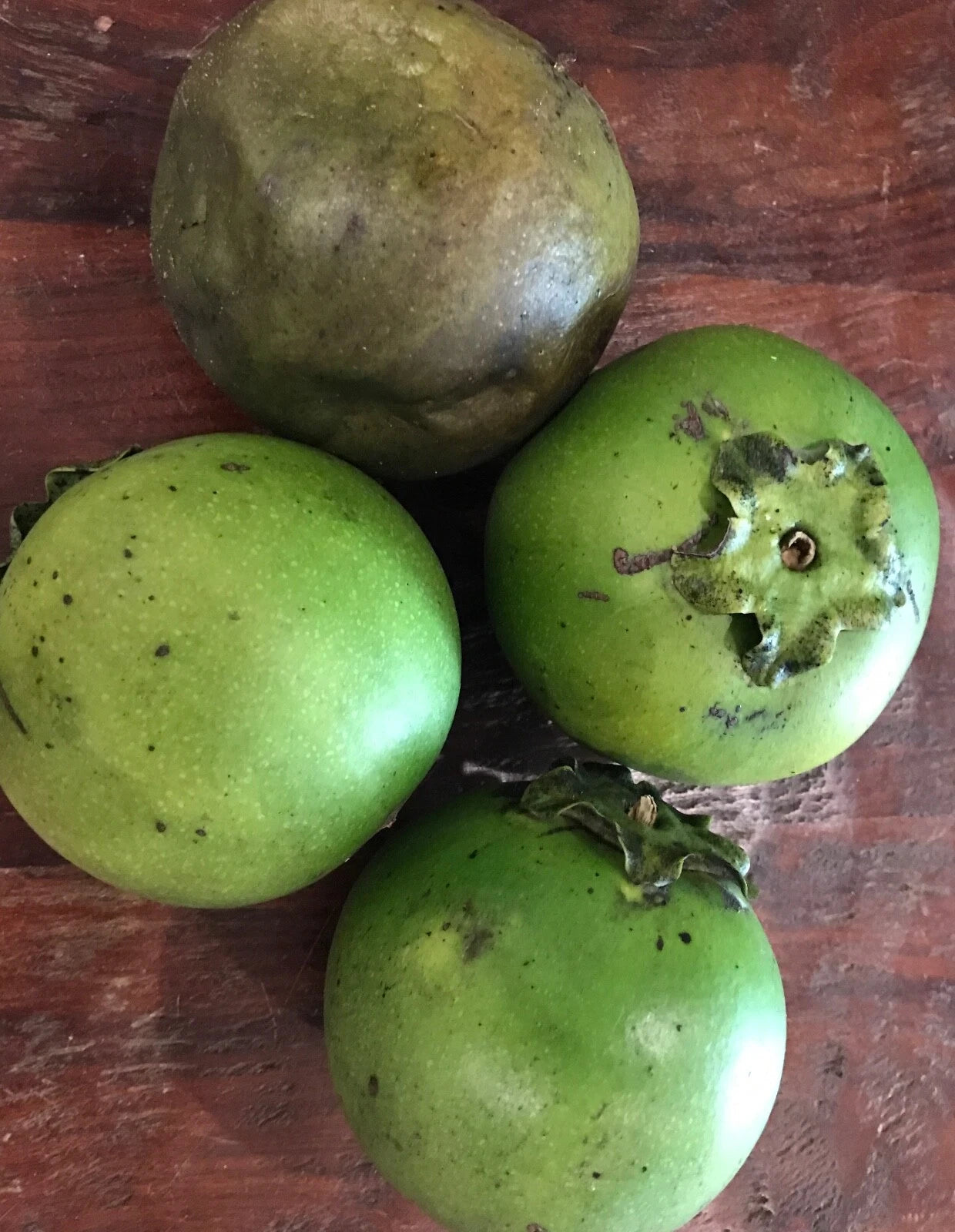 Black Sapote Diospyros Nigra Chocolate Pudding Starter Plant Tropical Fruit Tree