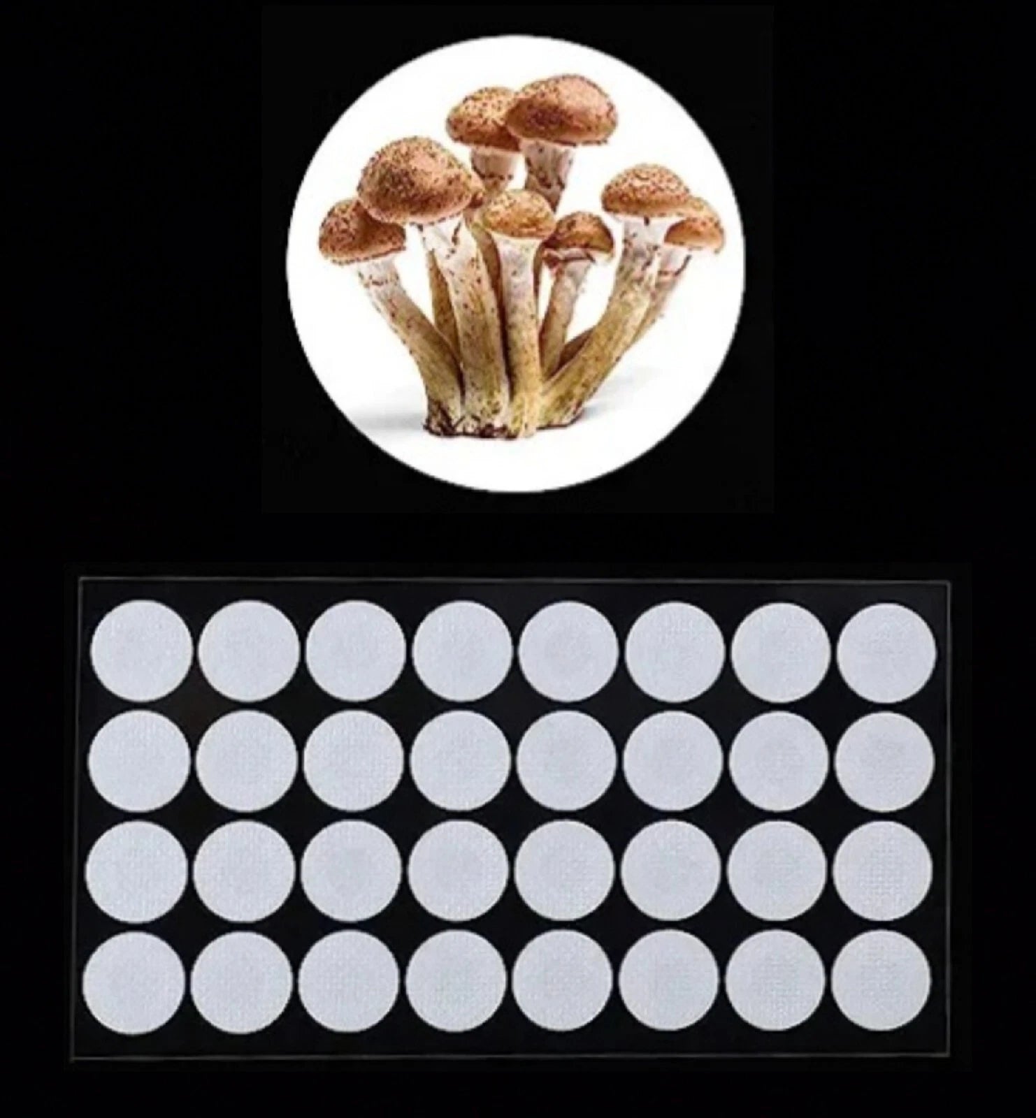 32 Synthetic Filter Paper Stickers 20mm 0.3 ¦Ìm Filter Disc Mushroom Cultivation