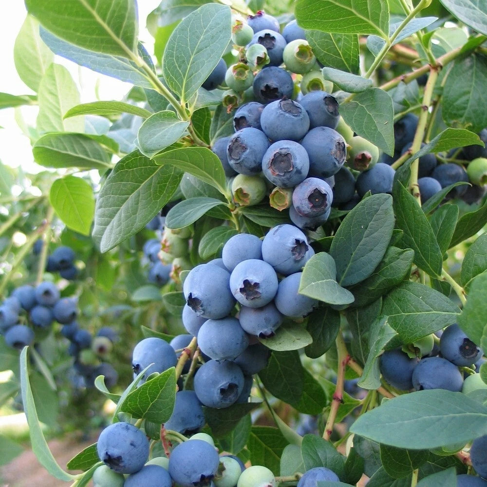 Blueberry - 'Sunshine Blue' - Vaccinium Southern Highbush