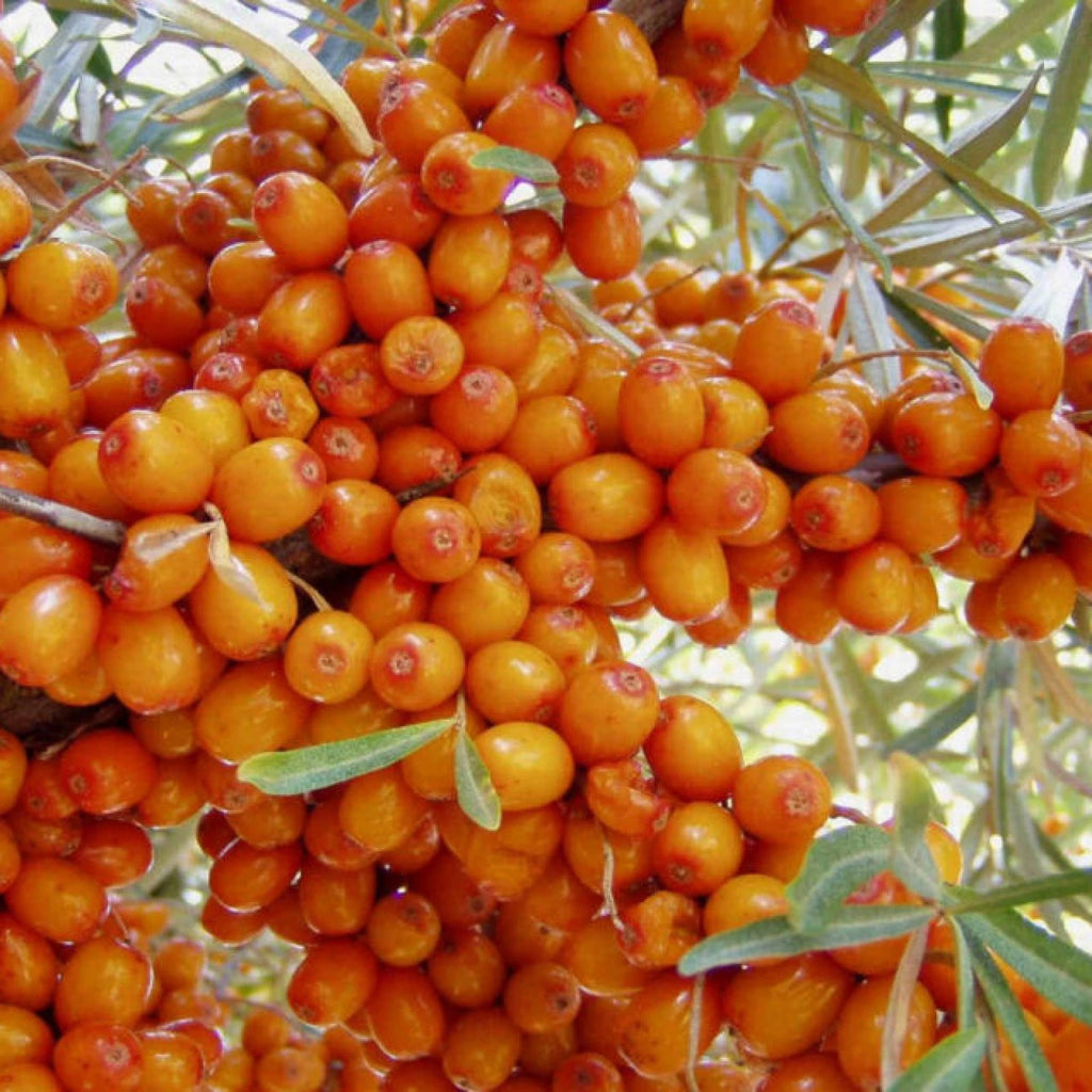 SEA BUCKTHORN Hippophae Rhamnoides - 30+ SEEDS