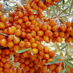 SEA BUCKTHORN Hippophae Rhamnoides - 30+ SEEDS