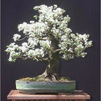 MAHALEB CHERRY Prunus Mahaleb - 20+ SEEDS