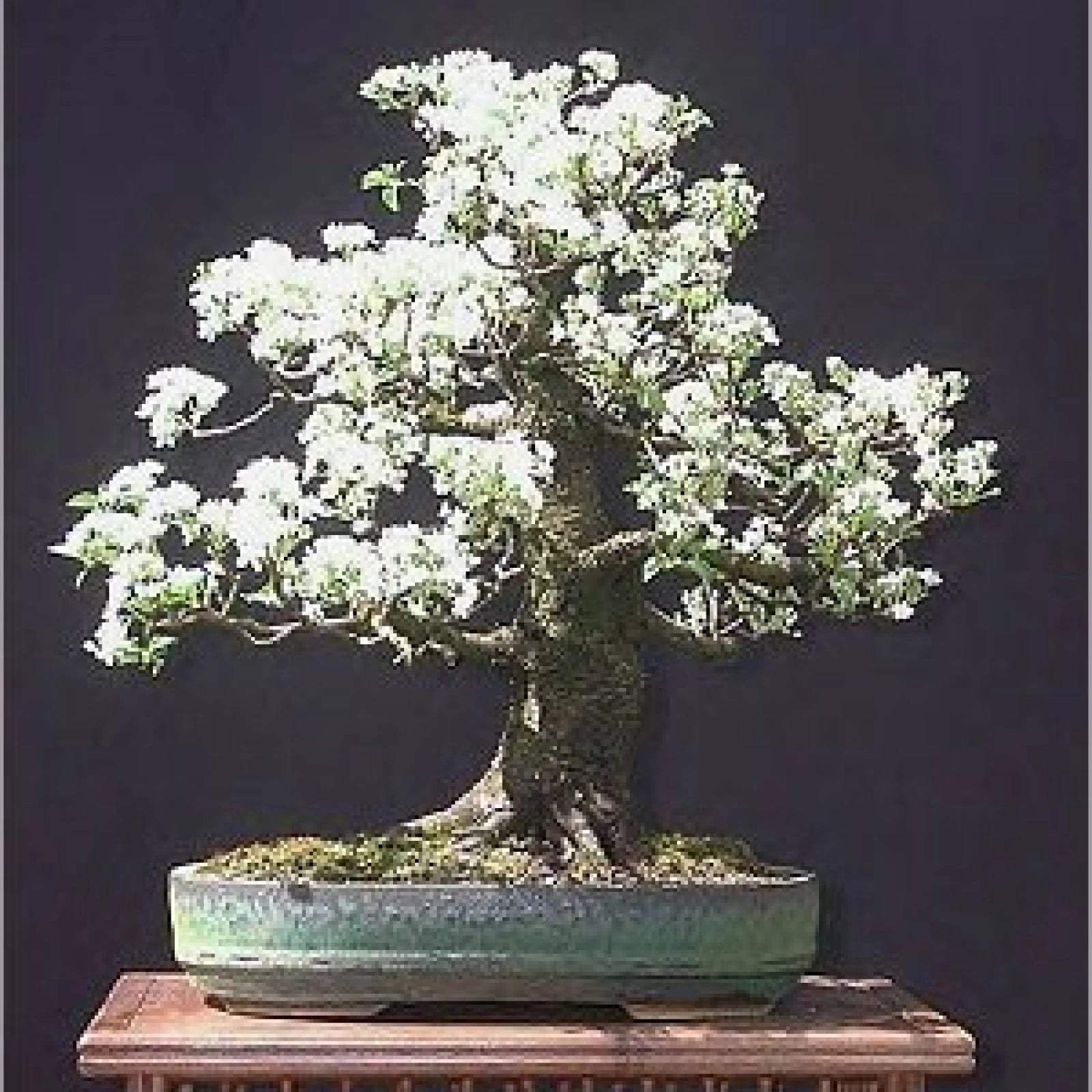 MAHALEB CHERRY Prunus Mahaleb - 20+ SEEDS
