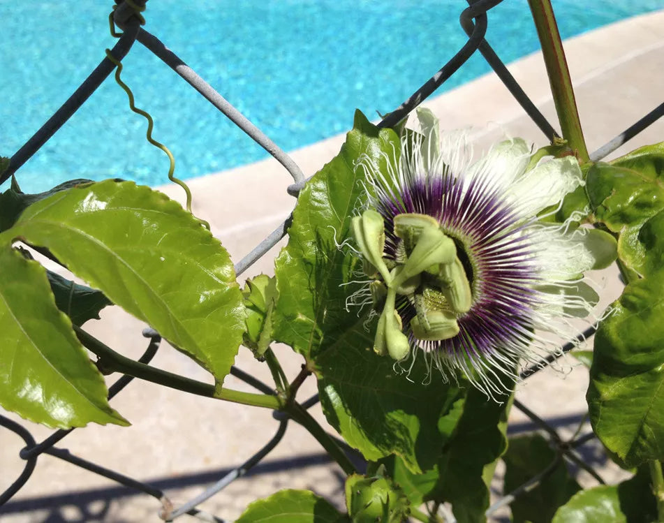 Purple Passion Fruit Plant - Passiflora Edulis 'Frederick' - Edible