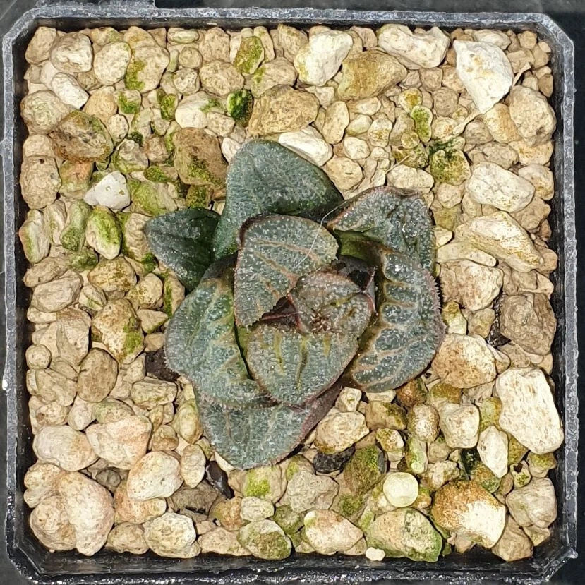 HW167 Haworthia splendens 'ARIES', Phyto available