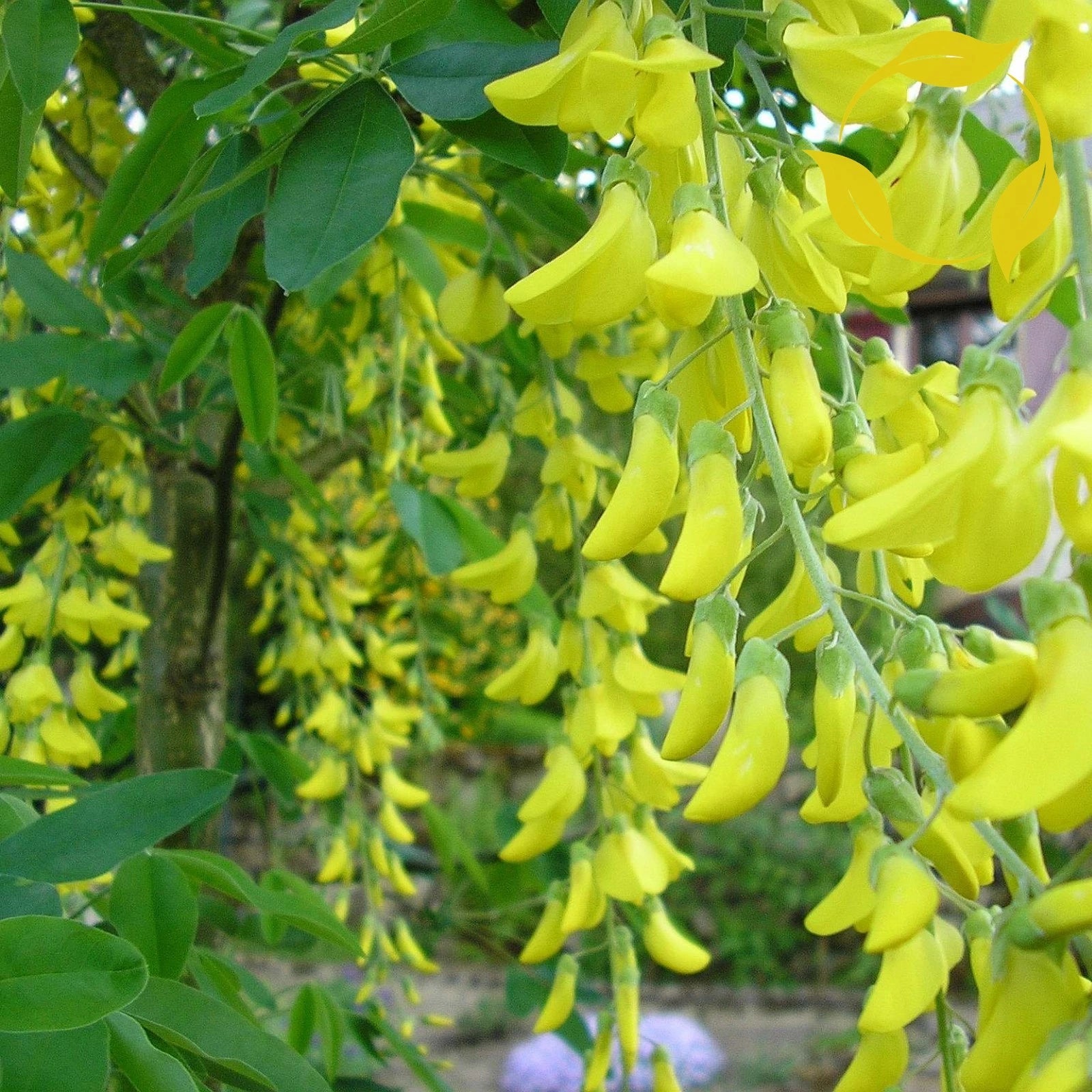 GOLDEN CHAIN TREE Laburnum Anagyroides - 20 SEEDS