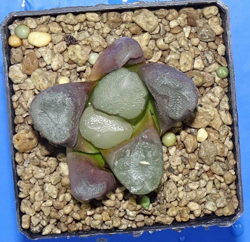 Haworthia maughanii 'BIG MIRROR' 5 cm p o t , Phyto available