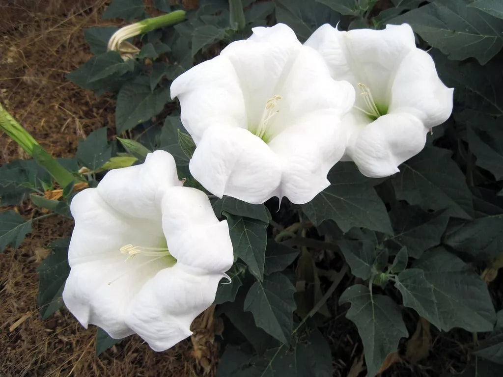 Sacred Datura Seeds Datura wrightii -20 seeds-