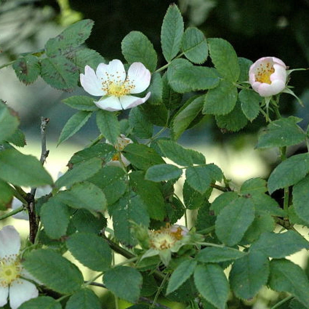 DOG ROSE Rosa Canina - 50+ SEEDS