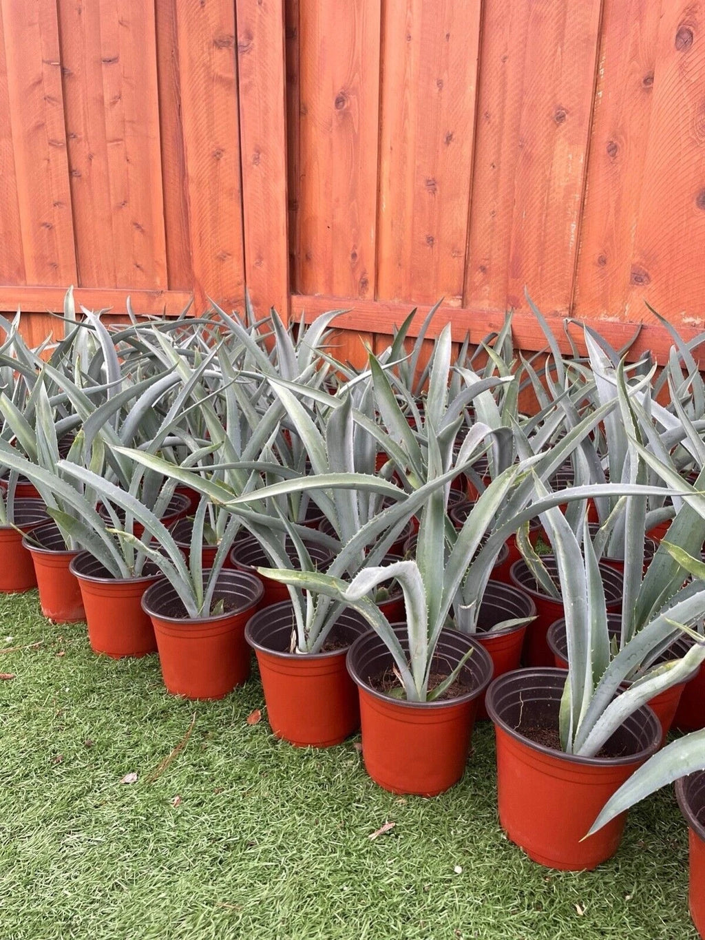 14 Blue Agave Plant Planter A Tequilana Indoor/Outdoor Succulent Home Decor