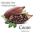 ~CACAO~ 3-4ft Cocoa healthy Chocolate Tree Tropical Fruit LARGE POT'D plant