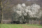 EUROPEAN PLUM Prunus Domestica - 5 SEEDS