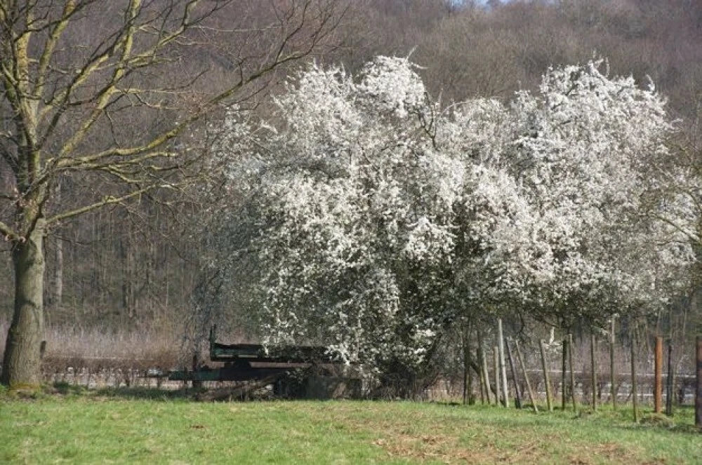 EUROPEAN PLUM Prunus Domestica - 5 SEEDS