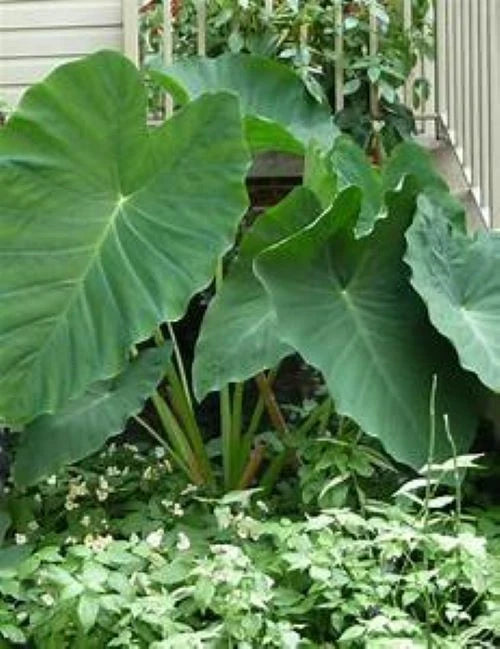 **JACKS GIANT** Elephant Ear Colocasia Esculenta Starter Plant**USA Seller**