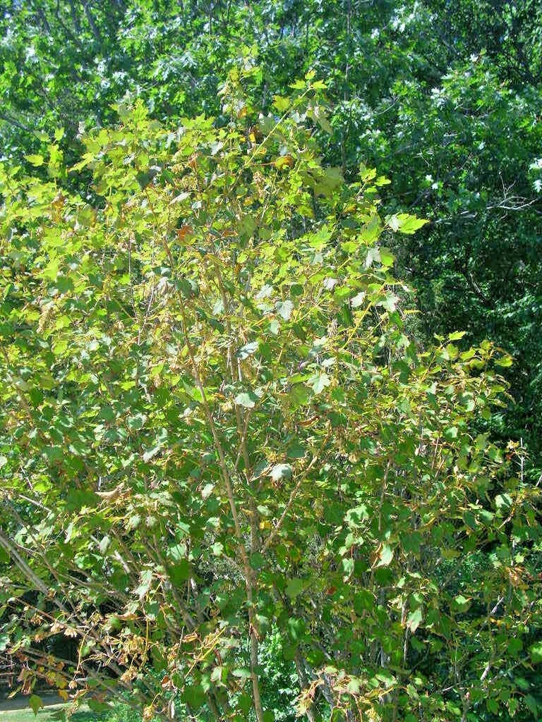 12 AMERICAN BEECH SEEDS - Fagus grandifolia