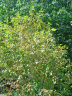 12 AMERICAN BEECH SEEDS - Fagus grandifolia