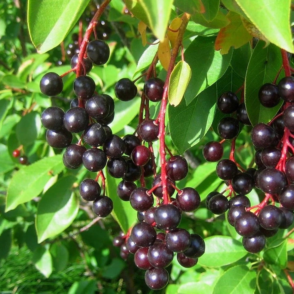 BLACK CHOKE CHERRY Prunus Virginiana - 20+ SEEDS