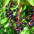 BLACK CHOKE CHERRY Prunus Virginiana - 20+ SEEDS