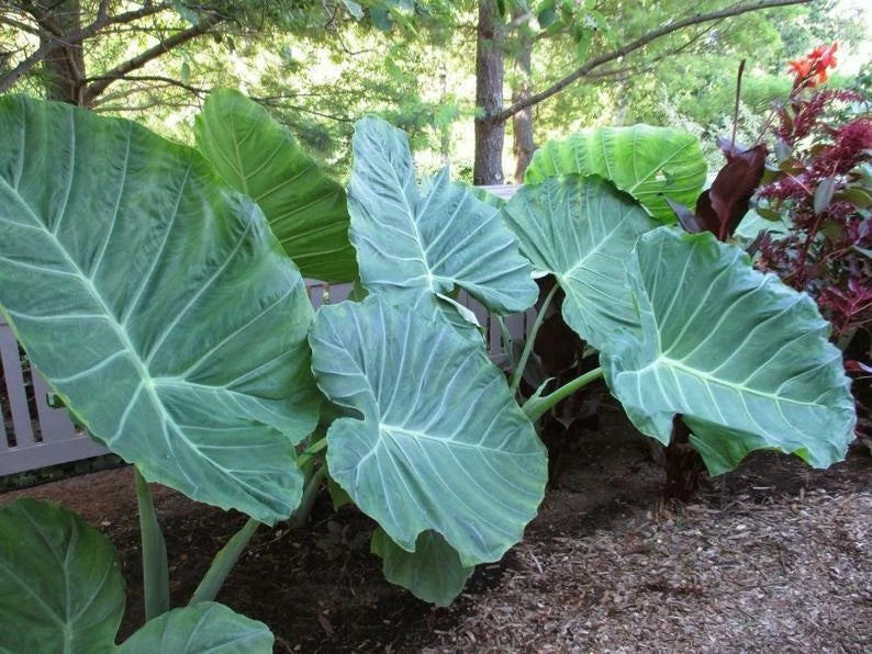 **THAILAND GIANT** Elephant Ear Colocasia Esculenta Starter Plant**USA Seller**