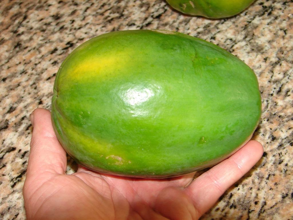 ~LAIE GOLD~ Yellow PAPAYA Kamiya Hybrid Waimanalo Solo X-77 UH Cultivar 30 SEEDS