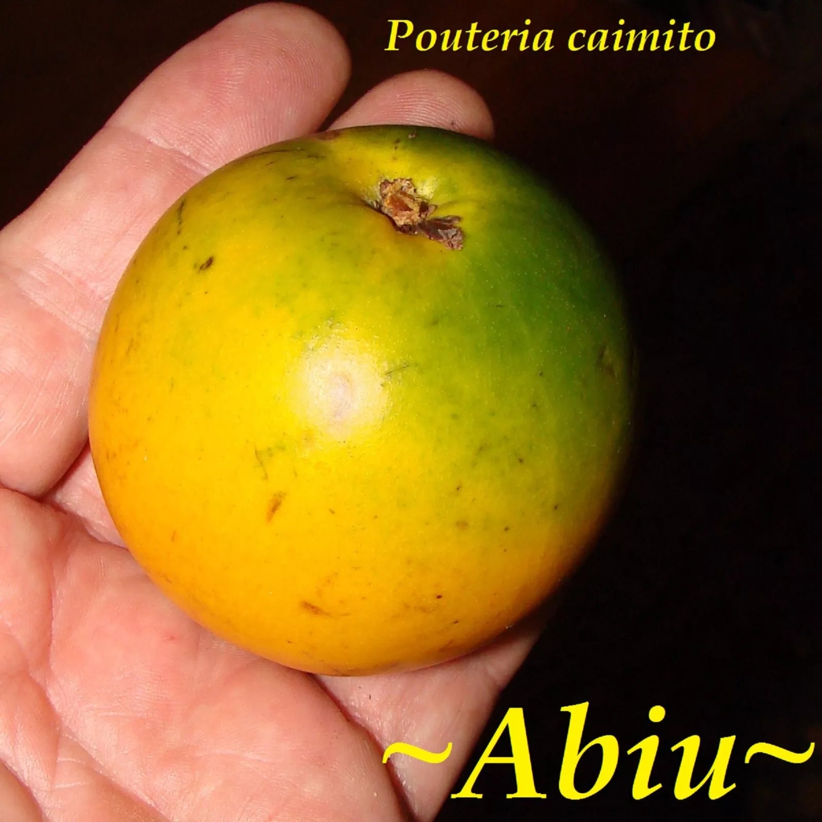 ~ABIU~ Pouteria caimito ~THE EMPEROR'S GOLDEN FRUIT~ sml potd plant