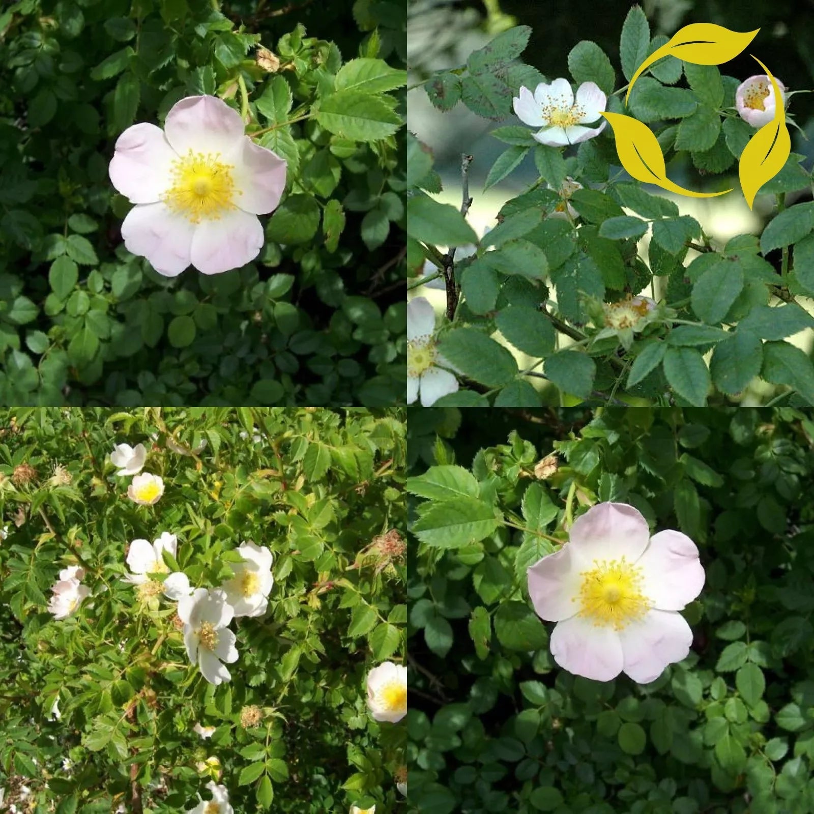 DOG ROSE Rosa Canina - 50+ SEEDS