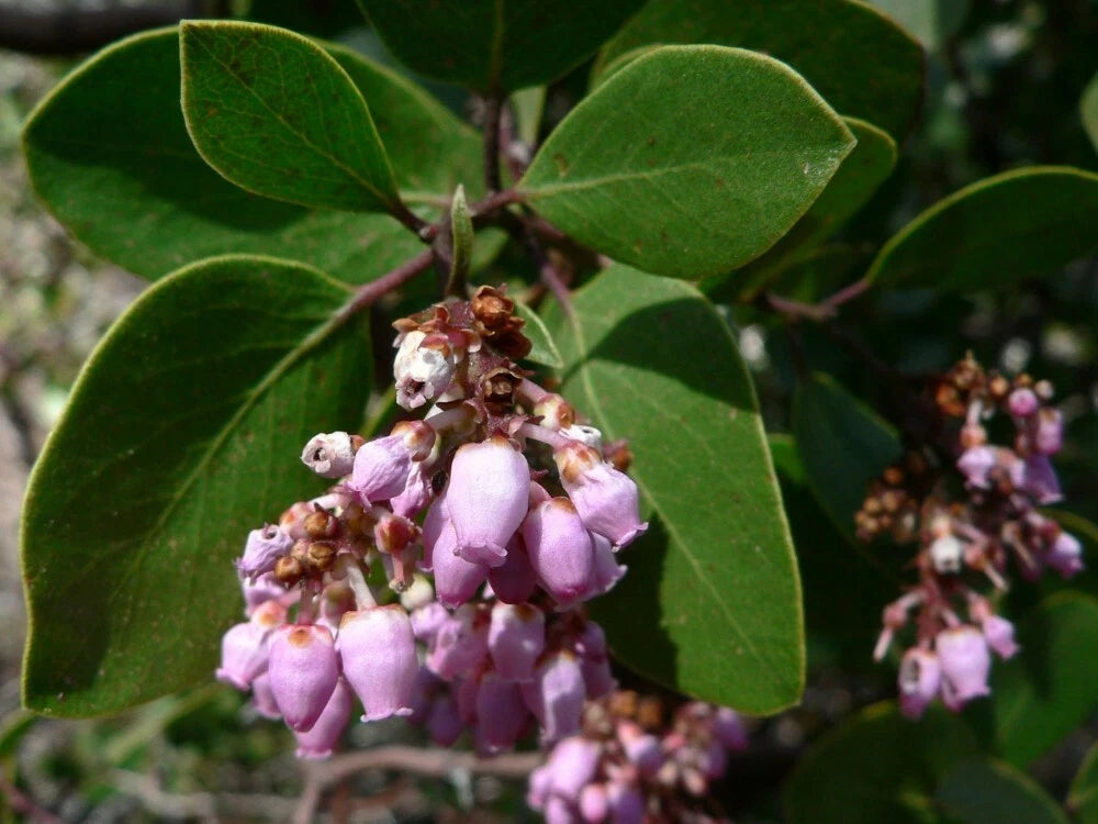 WHITELEAF MANZANITA Arctostaphylos Viscida - 10 SEEDS. *LESS S&H