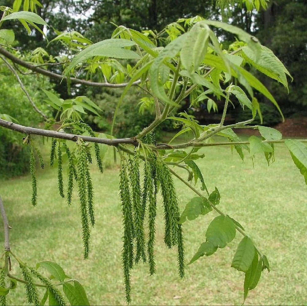 PAPERSHELL PECAN Carya Illinoensis - 5 SEEDS