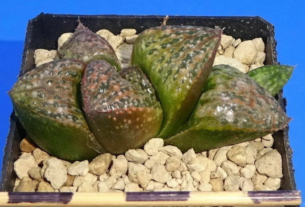 Haworthia splendens 'MASSAI' GM447, 5 cm p o t , Phyto available