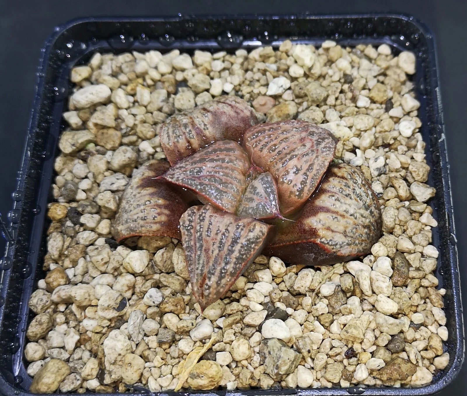 HW163  Haworthia splendens 'KINTOUN' Flying cloud , Phyto available