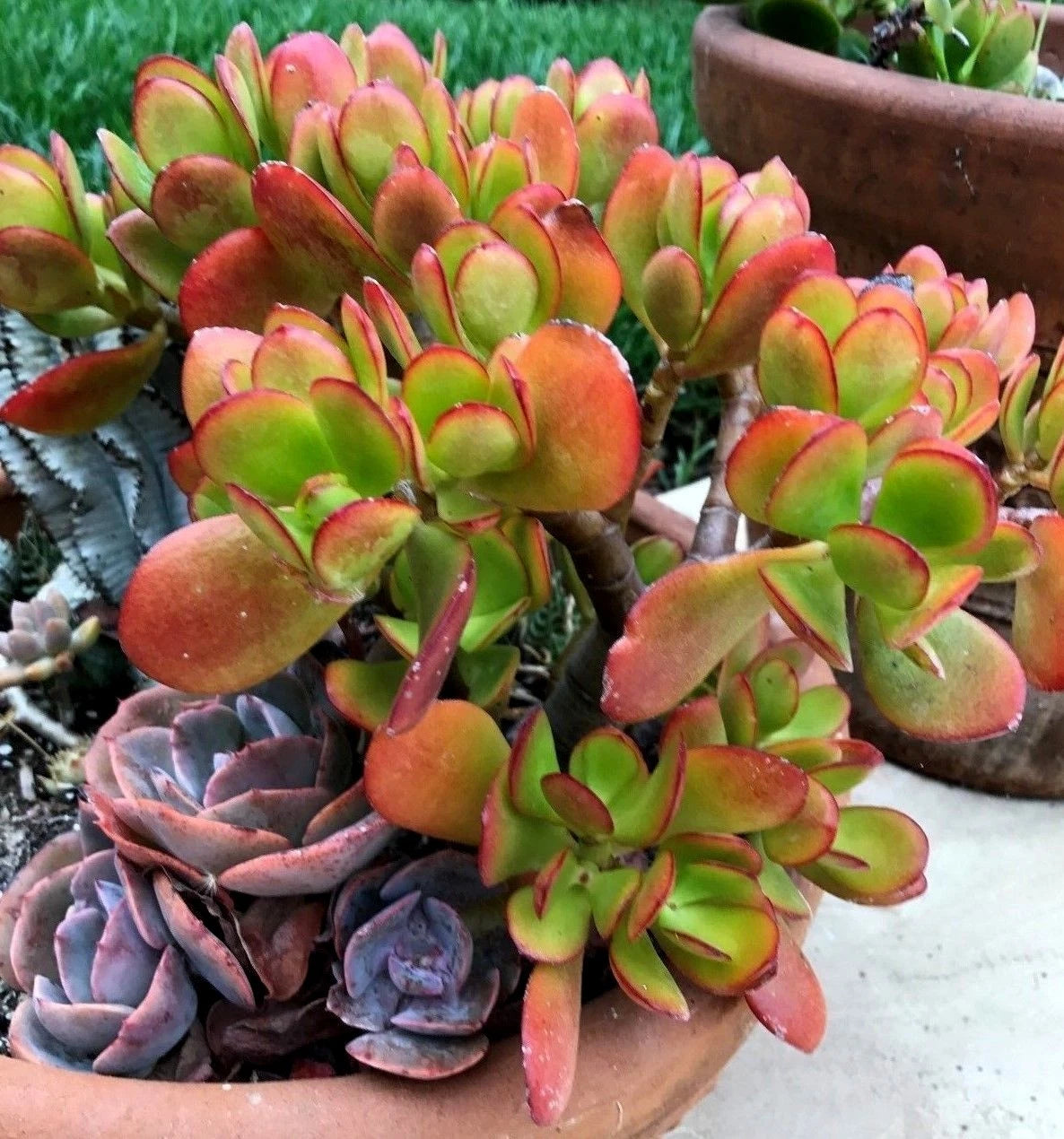 Crassula ovata ¨C Jade Plant, This is for 2 Cuttings, 3 - 5 in length