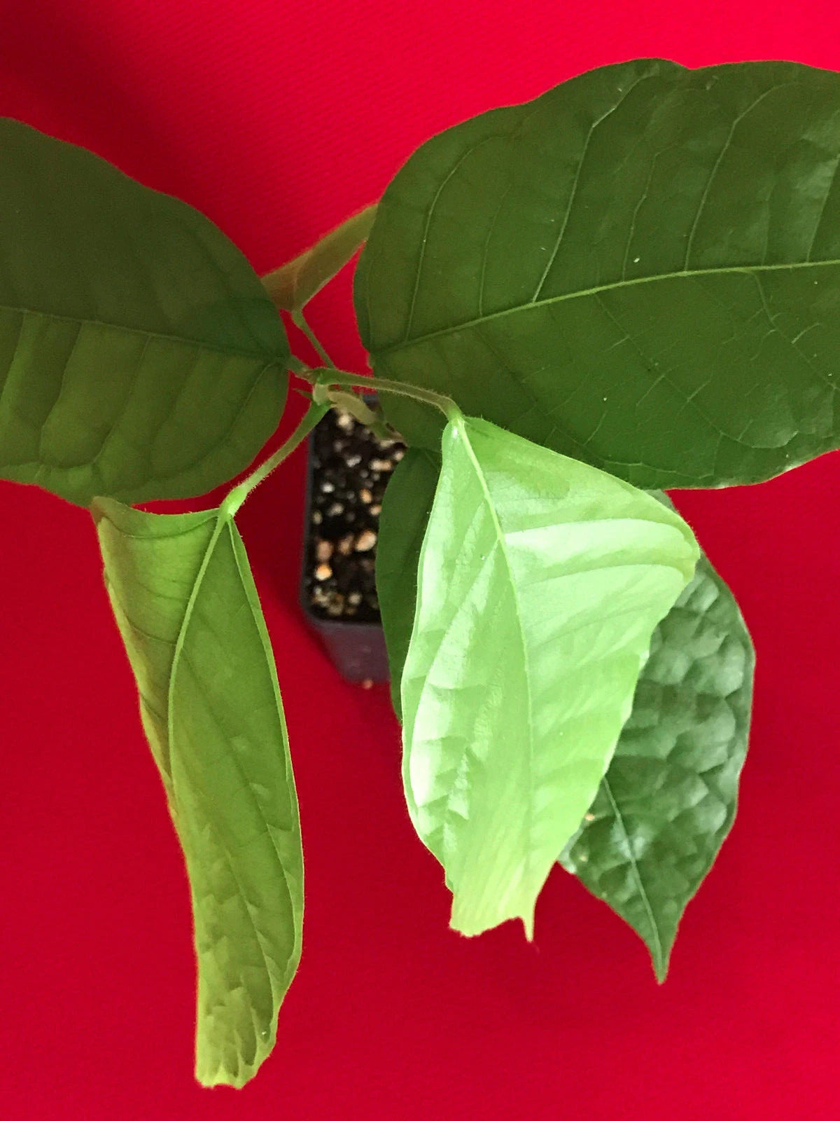 RED TRINITARIO Theobroma Cacao Cocoa Chocolate Fruit Tree Potted Plant Medium Po