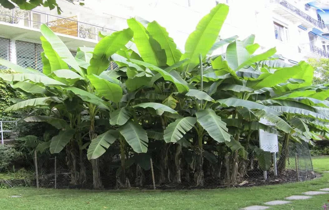 ~BASJOO Banana Tree~~Cold Hardy Musa Live Banana Tree-SMALL ROOTED STARTER PLANT